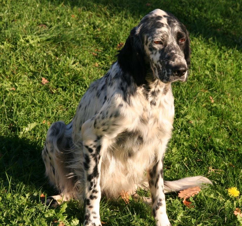 Pocahontas Du fer servadou