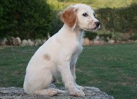 PIXEL du Fer Servadou