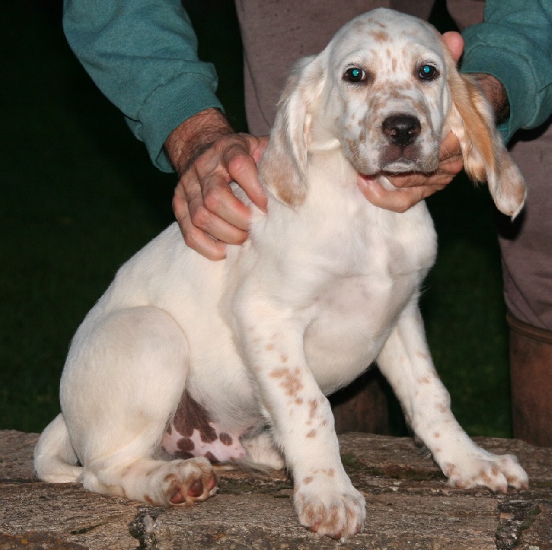 Du fer servadou - Setter Anglais - Portée née le 10/08/2013